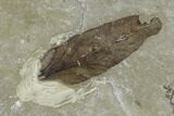 Two Fossil Leaves (Salix And Lygodium) - Green River Formation, Utah #117965-1